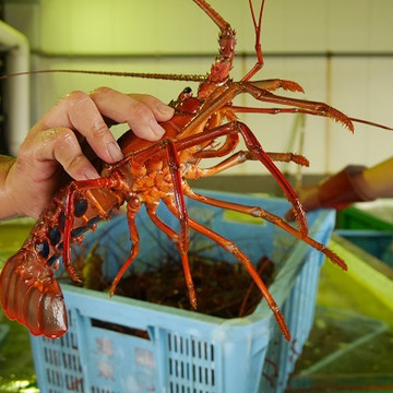 漁協直営食堂 いさばや 3枚目