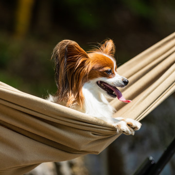 愛犬の駅 伊豆高原 2枚目