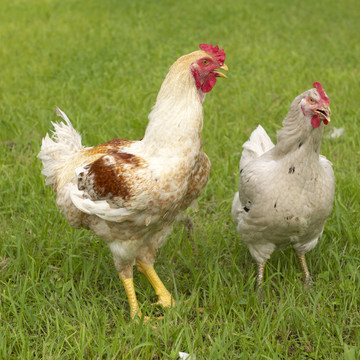 農事組合法人福栄組合(はかた地どり 福栄組合 博多川端店) 1枚目