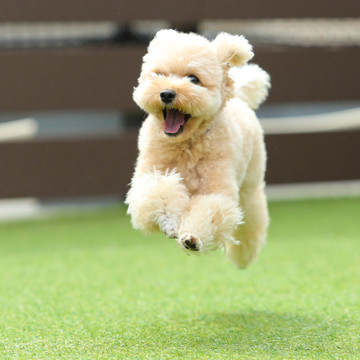 愛犬ヴィレッジ 東新宿店 2枚目