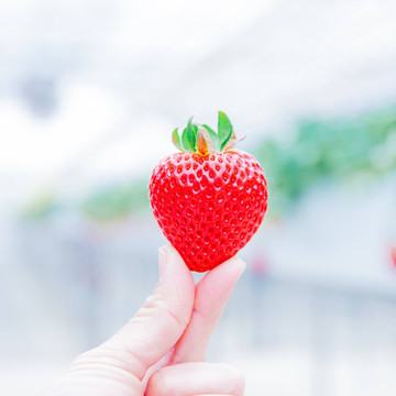 ヒロファーム 1枚目