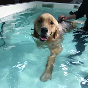 ONE自由が丘 どうぶつ整形外科・リハビリセンター 1枚目