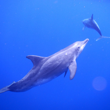 ダイビングショップ モーグル 2枚目