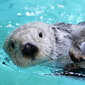 鳥羽市観光協会 3枚目