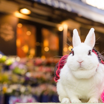 うさぎカフェ　うさびび 1枚目