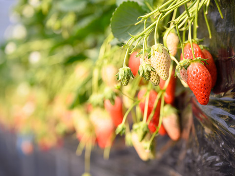 四季折々の味覚を楽しもう
